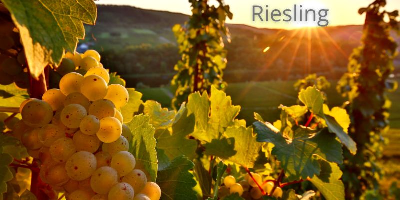 Rieslingtraube im Weinberg beim Sonnenuntergang